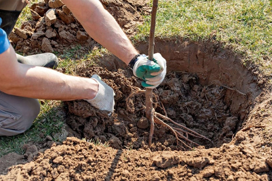 La pépinière produit des arbres, arbustes, fruitiers par différentes techniques : semis, bouturage, greffage